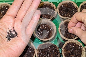 Planting basil seedlings in seedling cups