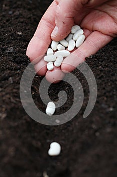 Planting bean seeds