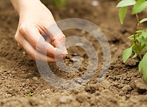 Planting Beans in the Soil