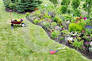 Planting a beautfiul colorful celosia flowerbed