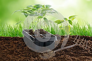 Planting bell pepper seedlings in the vegetable garden