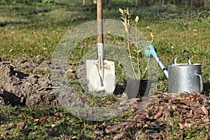 planting berry bushes in autumn