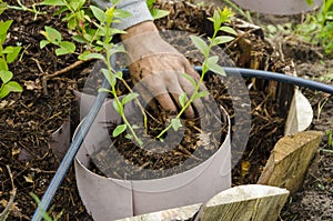 Planting blueberry seedlings in spring