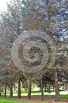 Planting blue Canadian spruce affected by fungal fusariosis disease