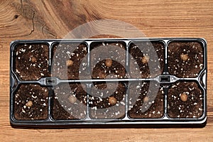 Planting bulbils of Chinese yam, lat. Dioscorea opposita in reusable plastic tray on wooden table photo