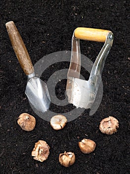 Planting Bulbs