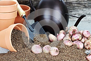 Planting Bulbs photo