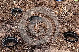 Planting bulbs in assorted plant pots buried in the soil.