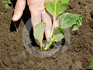 Planting cabbage seedlings in abundantly watered soil.
