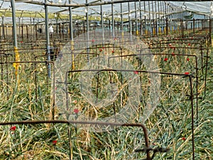 Planting of carnations harvested in horticultural farm photo