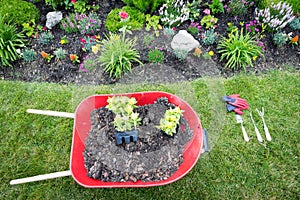 Planting a celosia flower garden in spring