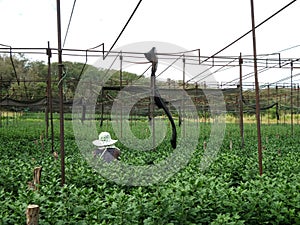 Planting Chrysanthemums flower field