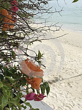 Planting colorful Bougainvillea flower along the seaside sandy beach on Phi Phi Don Island in Thailand.