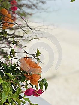 Planting colorful Bougainvillea flower along the seaside sandy beach on Phi Phi Don Island in Thailand.