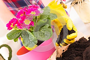 Planting colorfull flower in a flowerpot