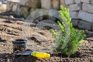 Planting a conic spruce seedling in the soil, next to it is a small spatula and a plastic pot
