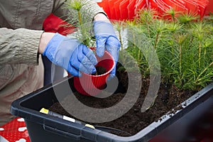 Planting containerized pine trees seedlings