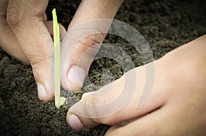 Planting corn seedling by hand