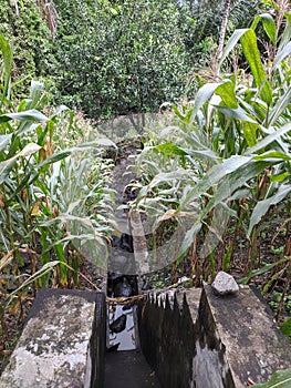 planting corn between waterways in the village