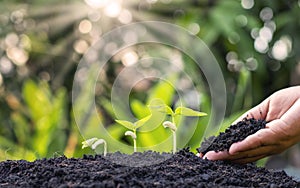 Planting crops on fertile soil and the hands of farmers spinning the soil, including showing the process of plant growth.