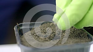 Planting cucumber seeds by the hands of a farmer. A farmer sows seeds in black soil close-up.