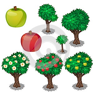 Planting and cultivation of apple