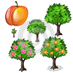 Planting and cultivation of apricot. Vector