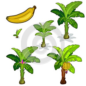 Planting and cultivation of banana palm. Vector