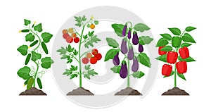 Planting and cultivation concept illustration in flat design. Cucumber, potato, eggplant, pepper plants with ripe fruits
