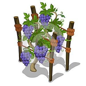 Planting and cultivation of grape. Vector
