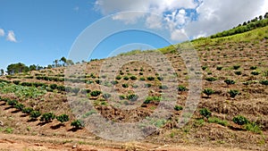 Planting and cultivation growing trees