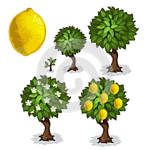 Planting and cultivation of lemon tree. Vector