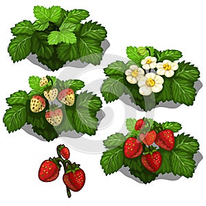 Planting and cultivation of strawberry. Vector