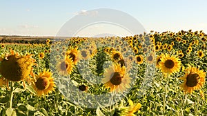 Planting or cultivation of sunflower