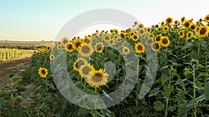 Planting or cultivation of sunflower