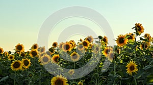 Planting or cultivation of sunflower