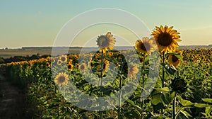 Planting or cultivation of sunflower