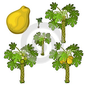 Planting and cultivation of yellow pear. Vector