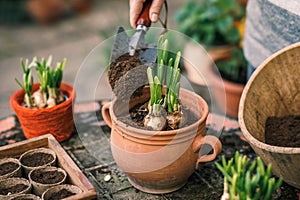 Planting daffodil plant bulb into flower pot