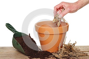 Planting a dahlia