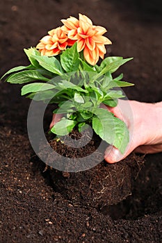 Planting dahlia seedling