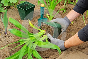 Planting a daylily