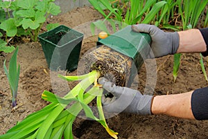 Planting a daylily photo