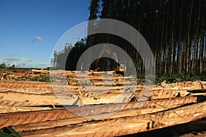 Planting eucalyptus trees in southern bahia