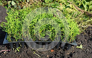 Planting evergreen thuja tree saplings for Green Fencing