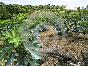 Planting figs