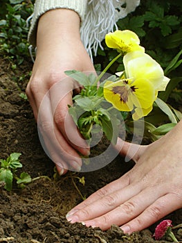 Planting a flower