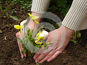 Planting a flower