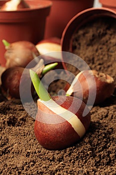 Planting flower bulbs tulip in the flower-garden in autumn