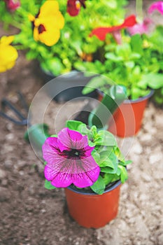 Planting a flower garden, spring summer. Selective focus